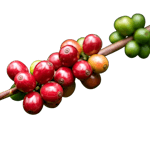 Café e Chá
