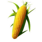 Kacang-kacangan dan Biji-bijian