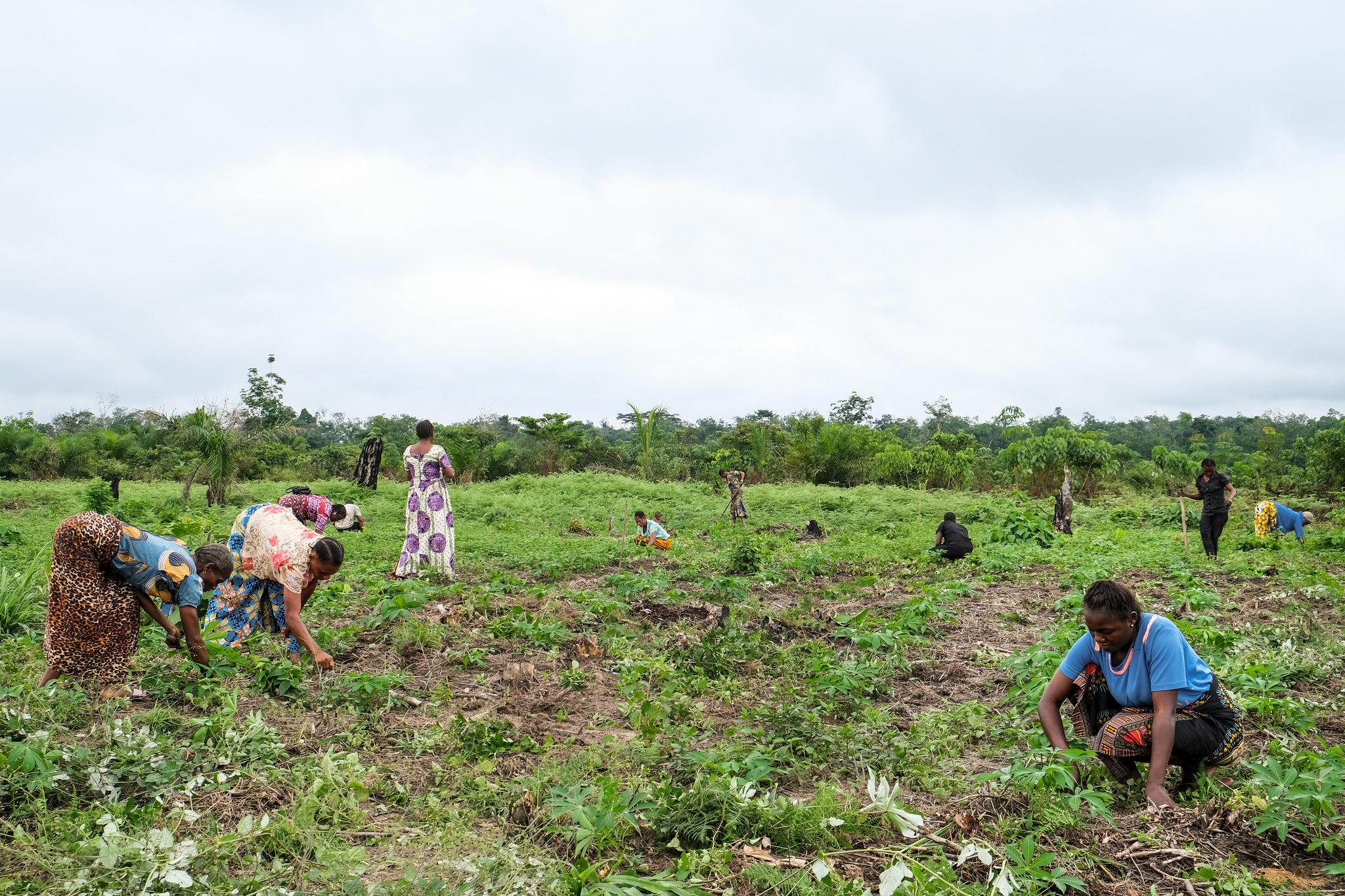 Akili Mali Women Association members working on their plot in Yanonge, Tshopo Province - Congo DRC (credit: Axel Fassio/CIFOR-ICRAF / CC BY-NC-ND 2.0 DEED Attribution-NonCommercial-NoDerivs 2.0 Generic)