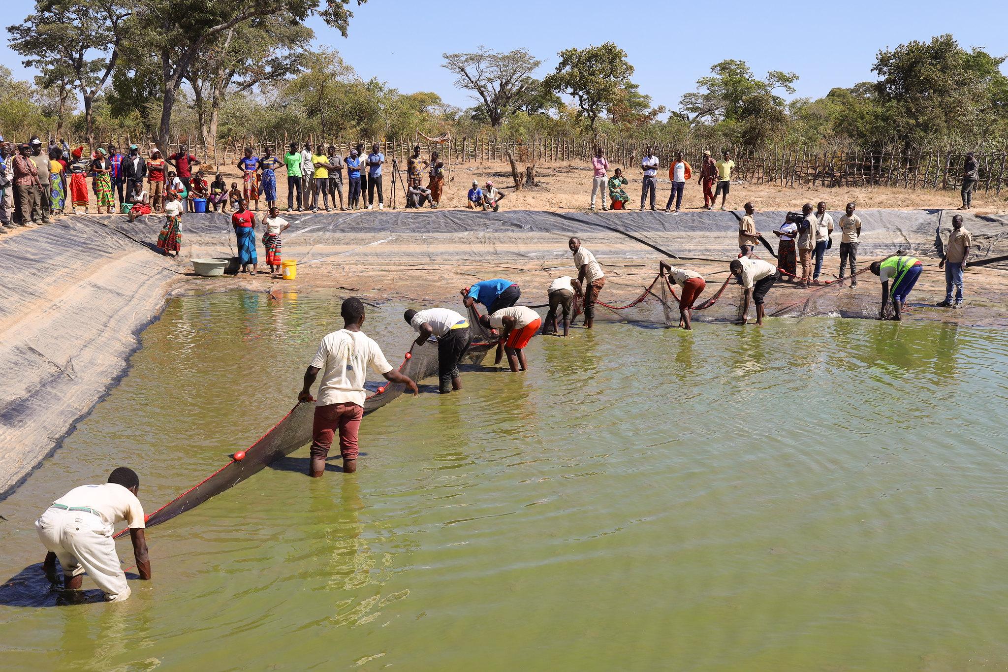 Harvesting of Seasonal Fishponds (credit: Edward Banda/CIFOR-ICRAF/ CC BY-NC-ND 2.0 DEED Attribution-NonCommercial-NoDerivs 2.0 Generic)