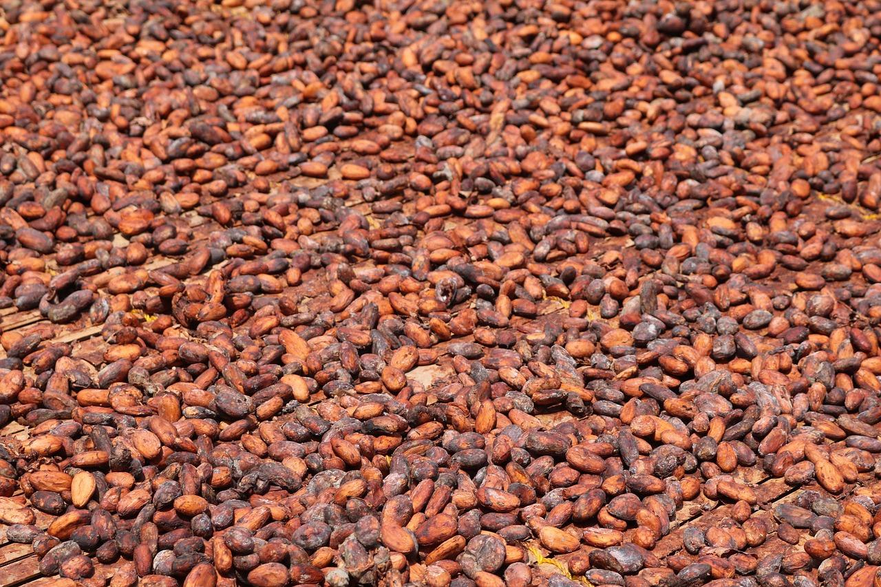 Fève de cacao fermentée séchée naturellement sous le soleil (domaine public)