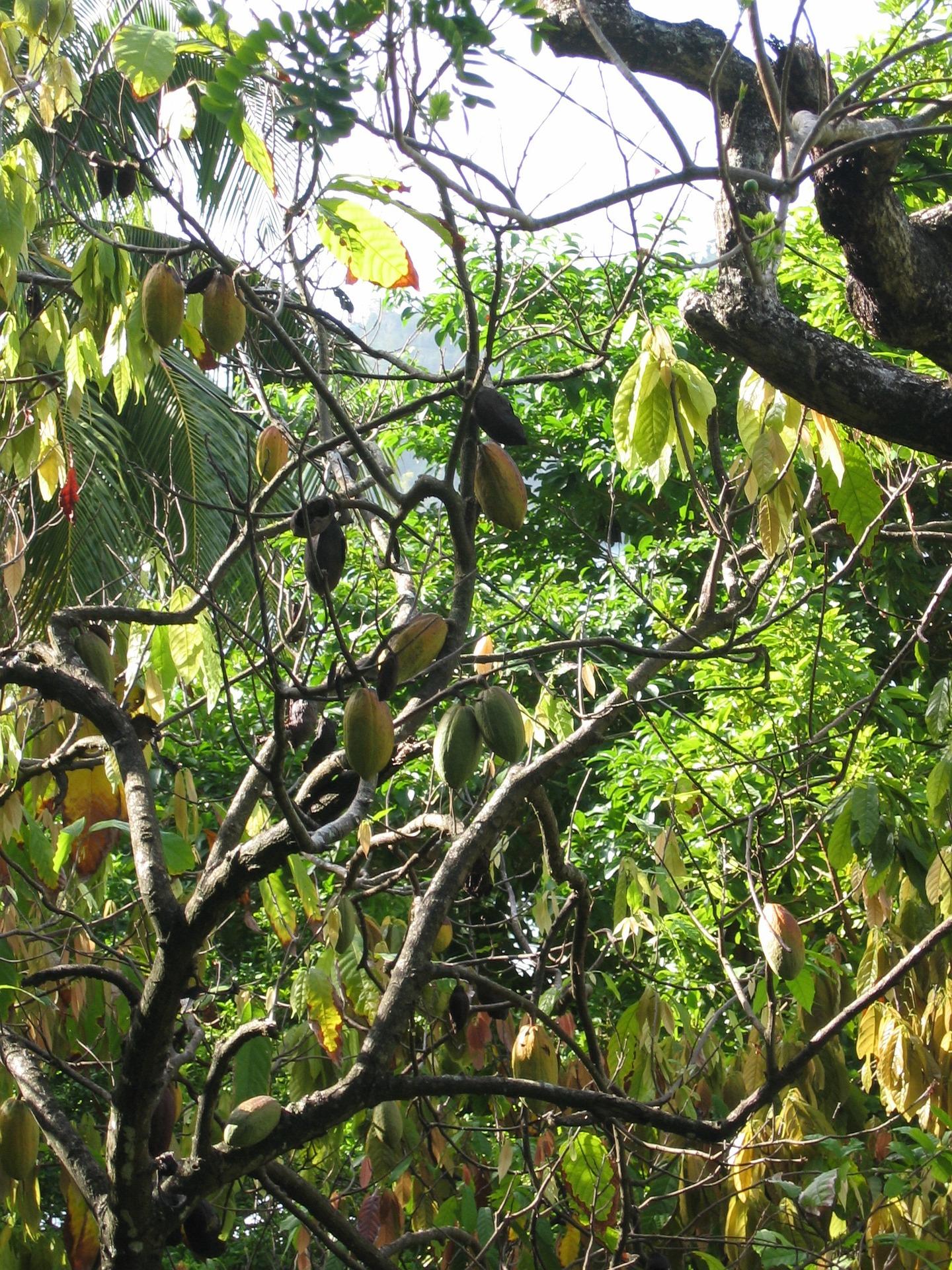 Árbol de cacao (dominio público)