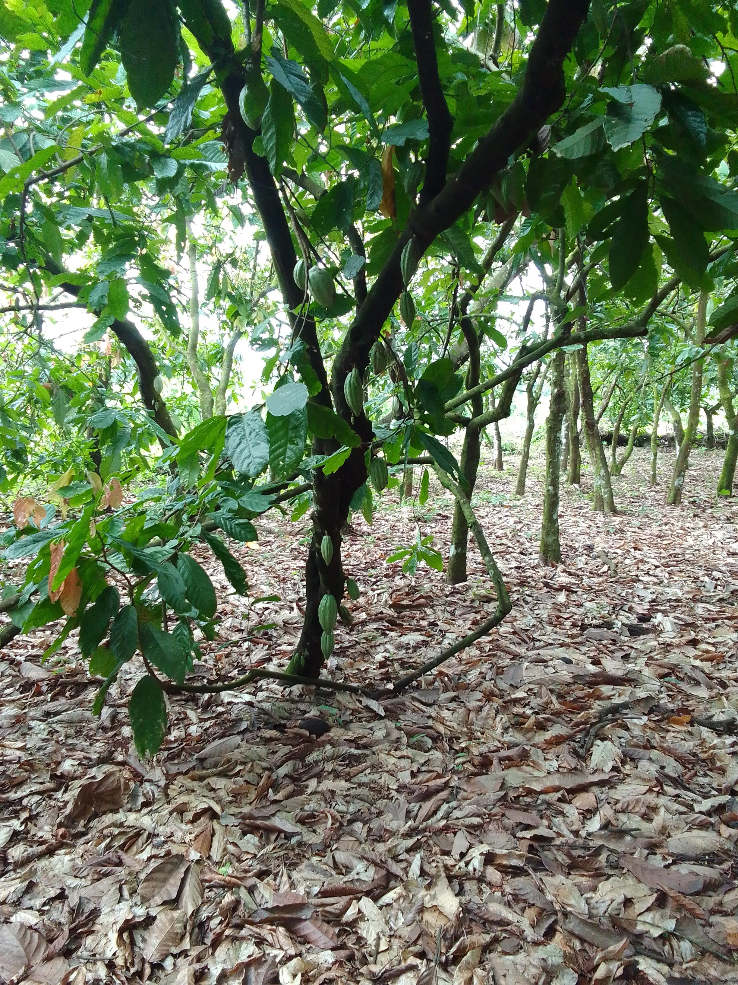 Cocoa plantation (Adalidda / public domain)