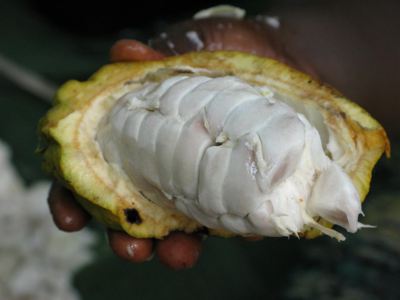 Cocoa pod (public domain)