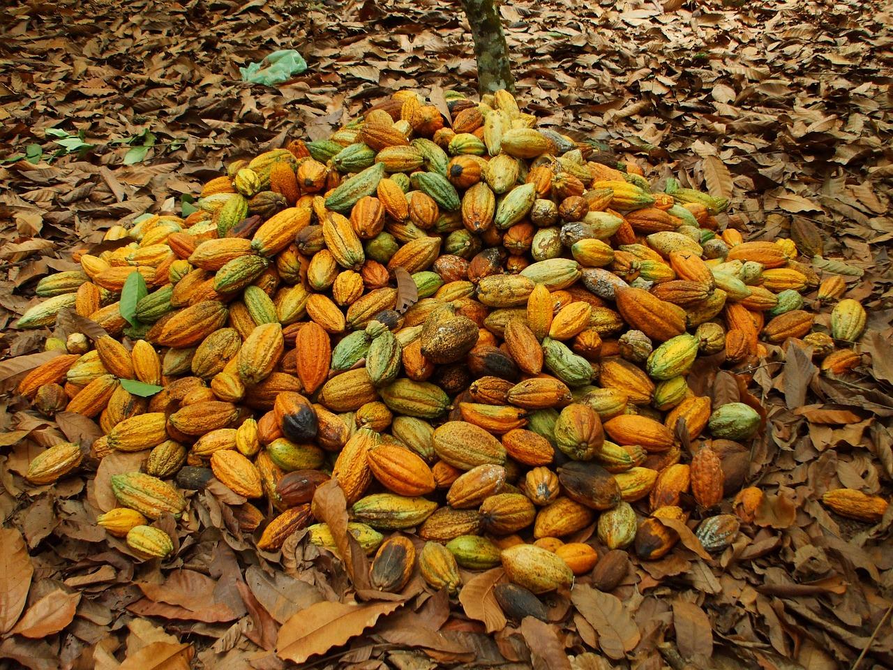 Gousses de cacao (domaine public)