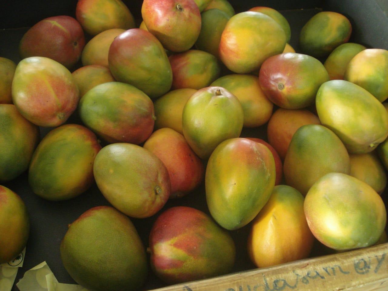 Mangos - variedad Kent (Adalidda / dominio público)