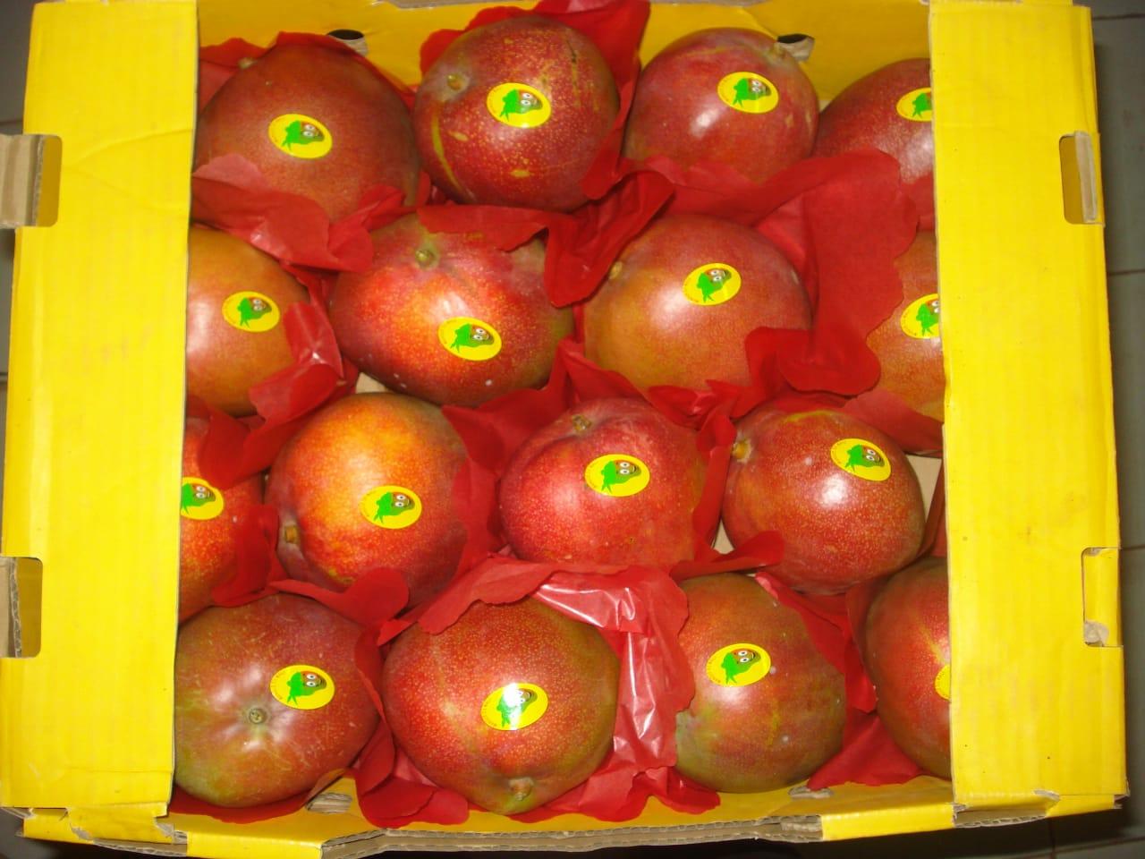 Mangoes - Kent variety (Adalidda / public domain)