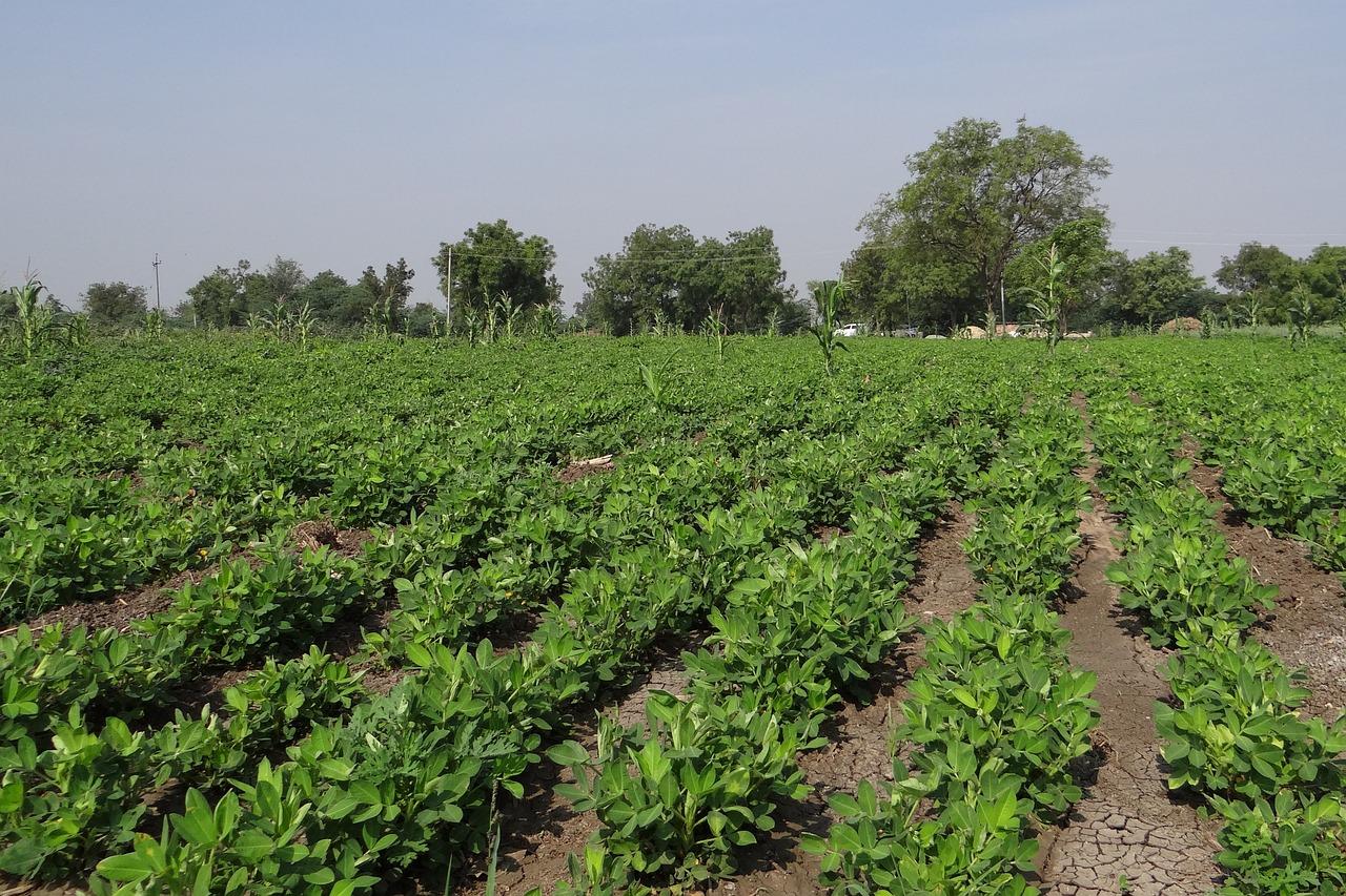 Peanuts field (public domain)