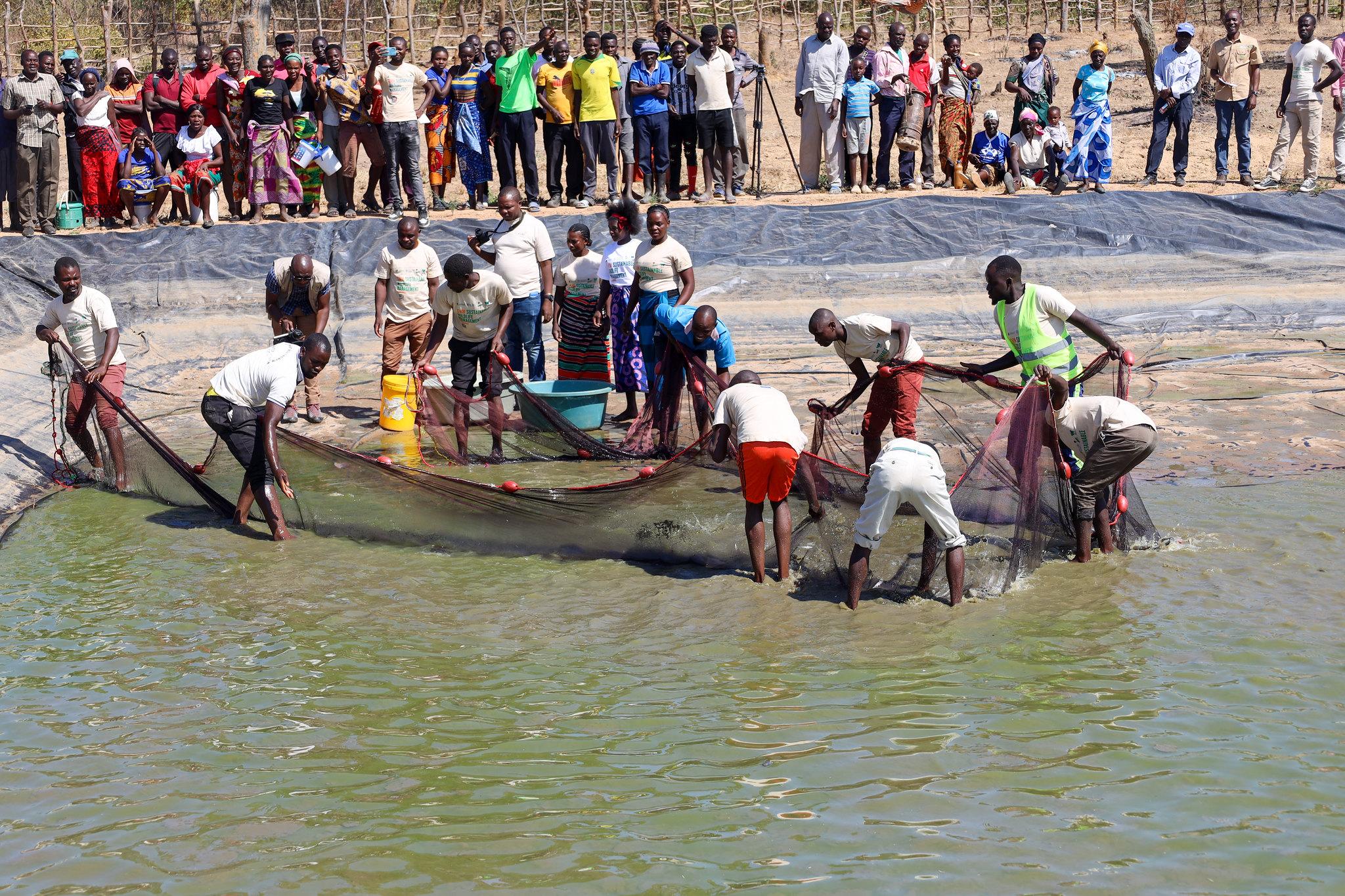 حصاد أحواض الأسماك الموسمية (credit: Edward Banda/CIFOR-ICRAF/ CC BY-NC-ND 2.0 DEED Attribution-NonCommercial-NoDerivs 2.0 Generic)