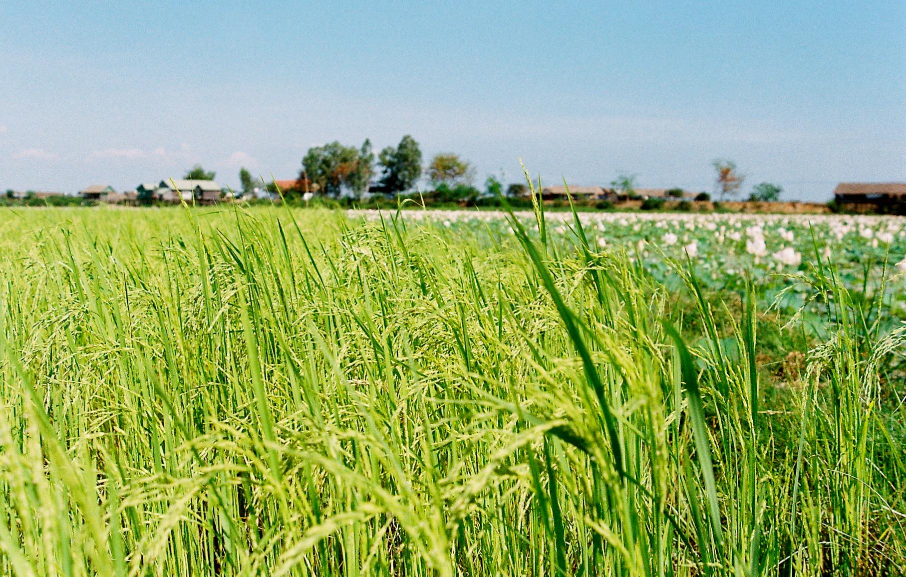 Un campo de arroz en Camboya (crédito: nalin a / Flickr CC BY-NC-ND 2.0 DEED Attribution-NonCommercial-No Derivs 2.0 Generic)