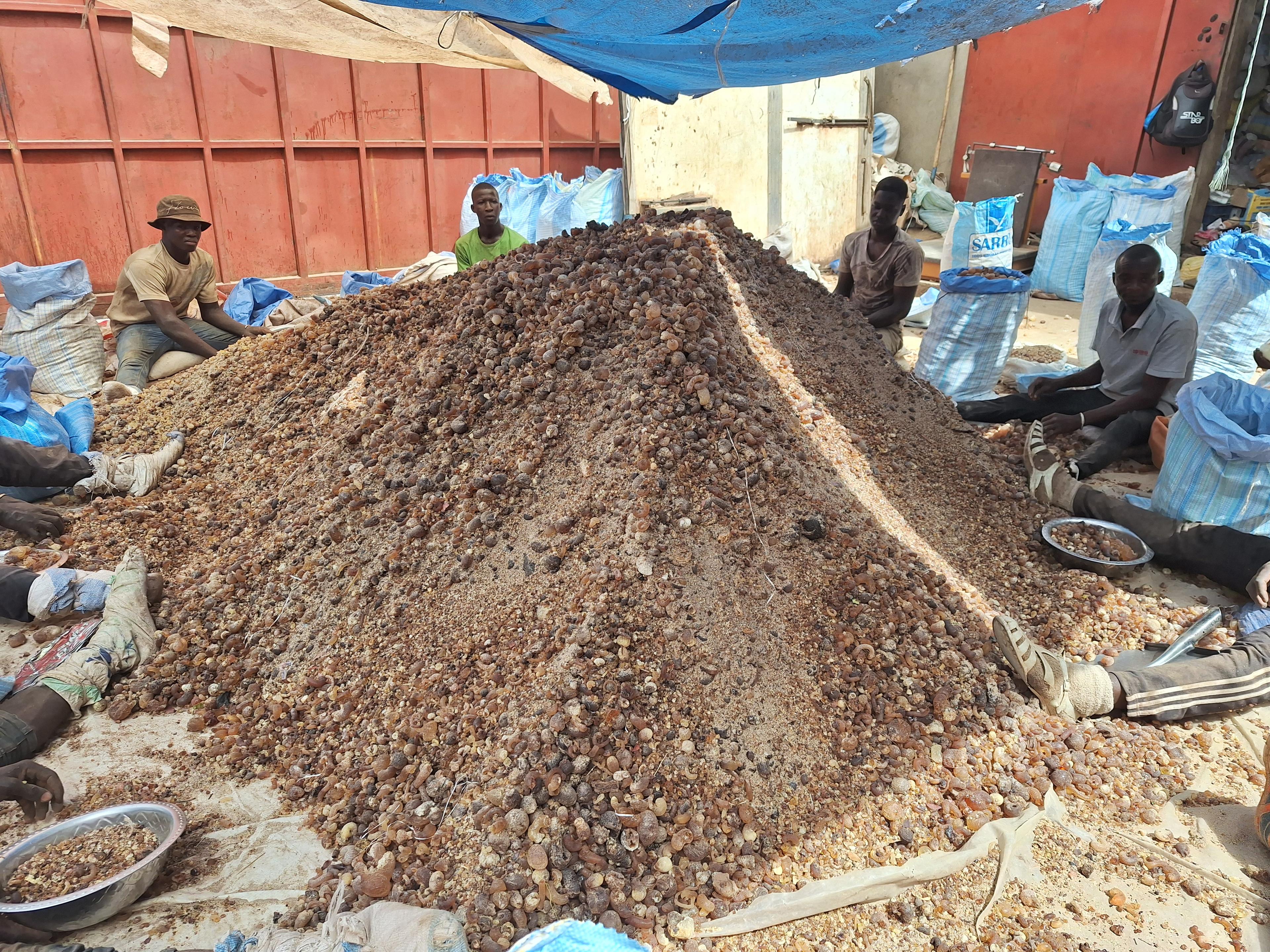 Workers sorted gum arabic (Adalidda / public domain)