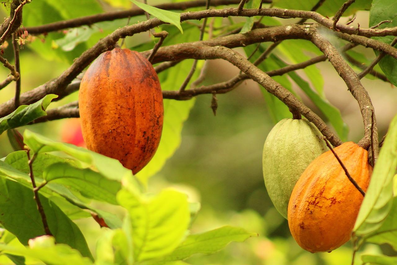 Cocoa fruits (Pixabay / public domain)