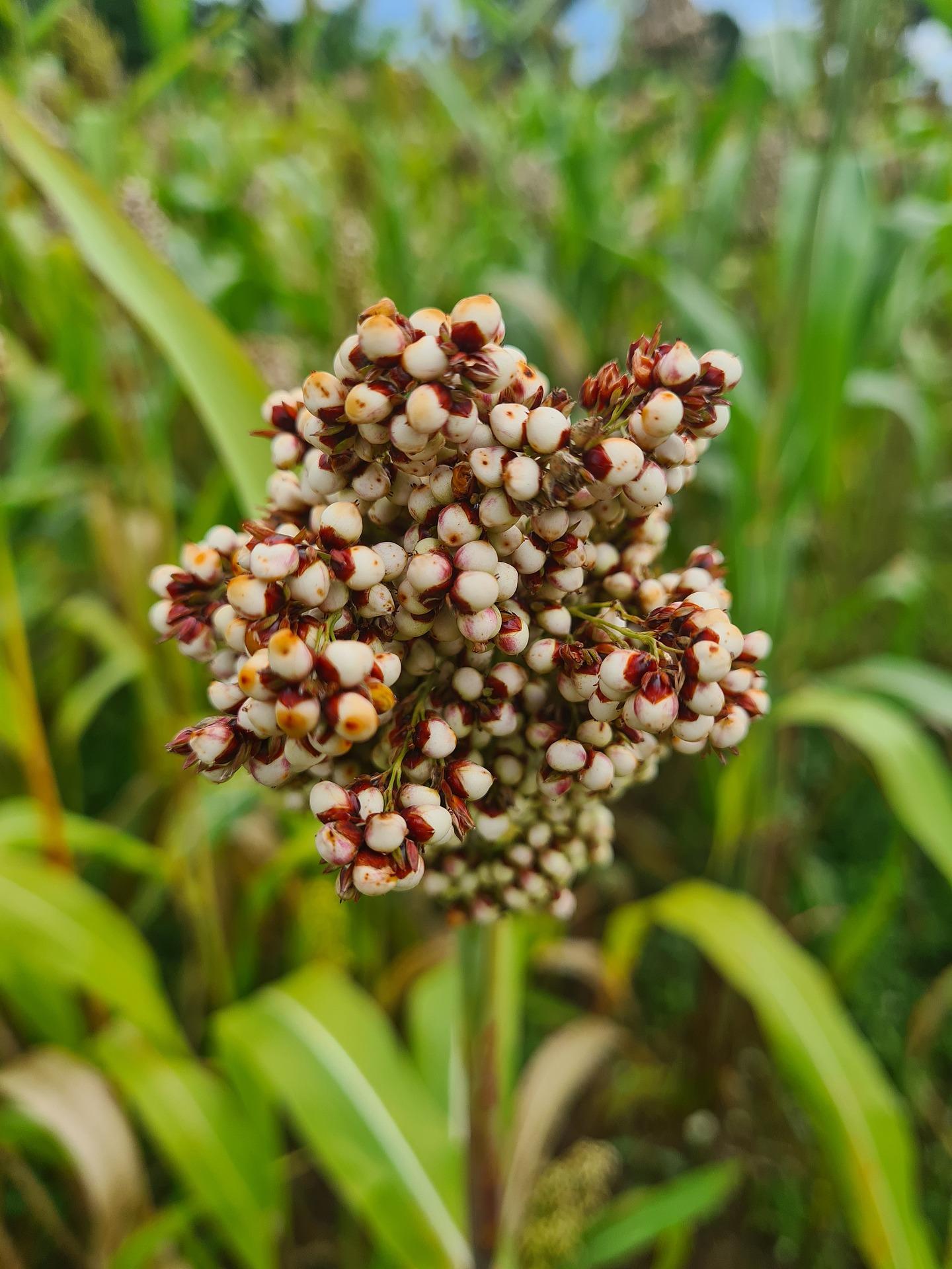 Planta de sorgo (Pixabay/dominio público)