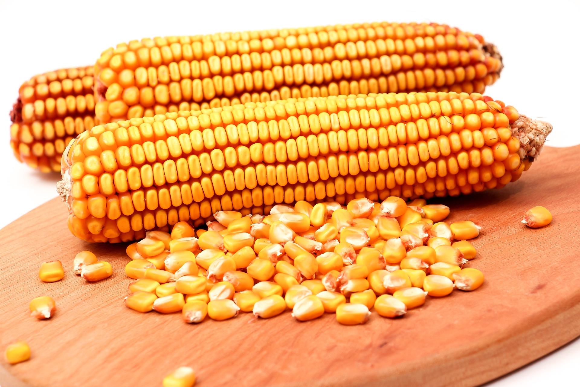 Maize grains (public domain)