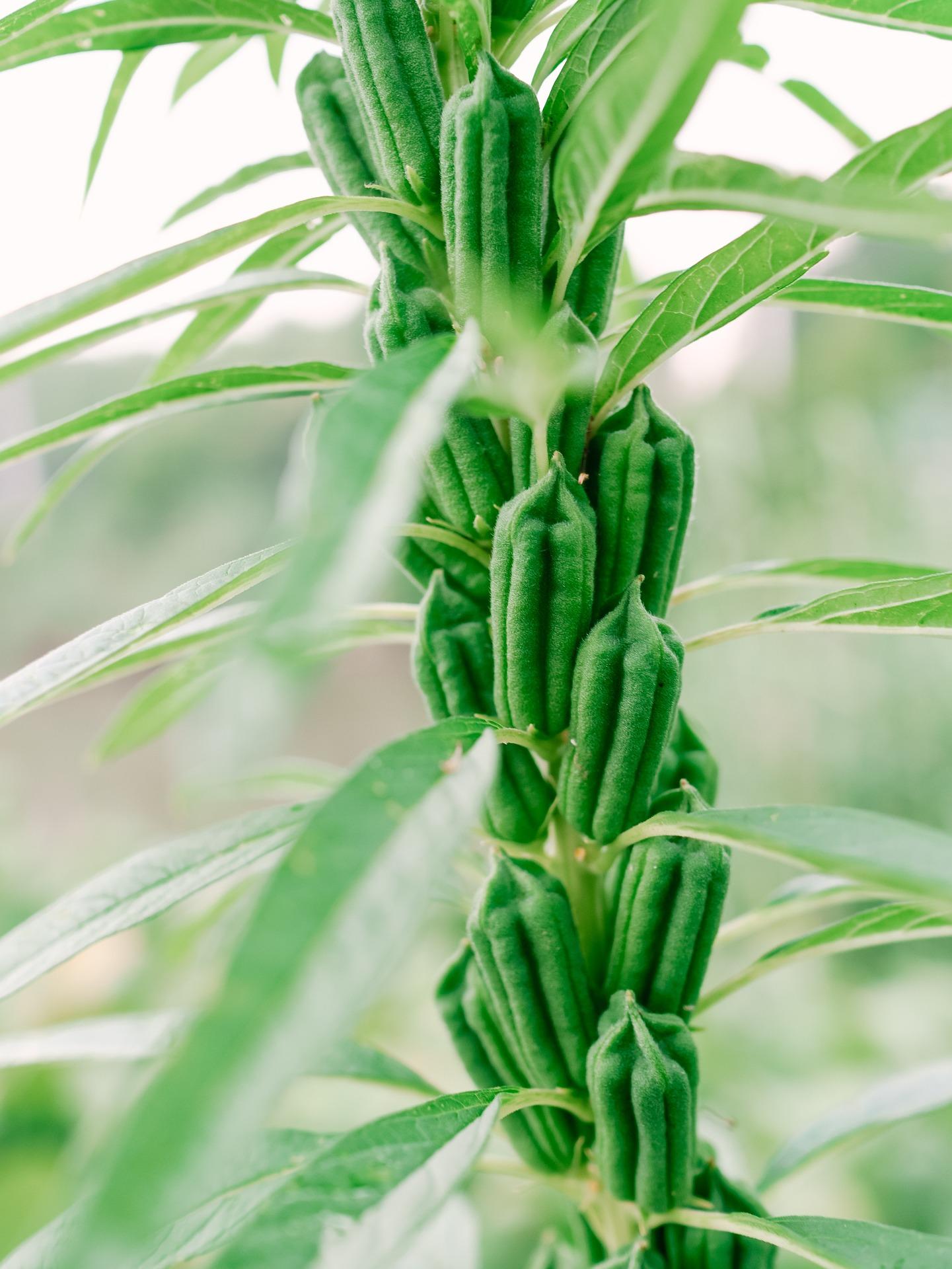 Sesame plant (public domain)