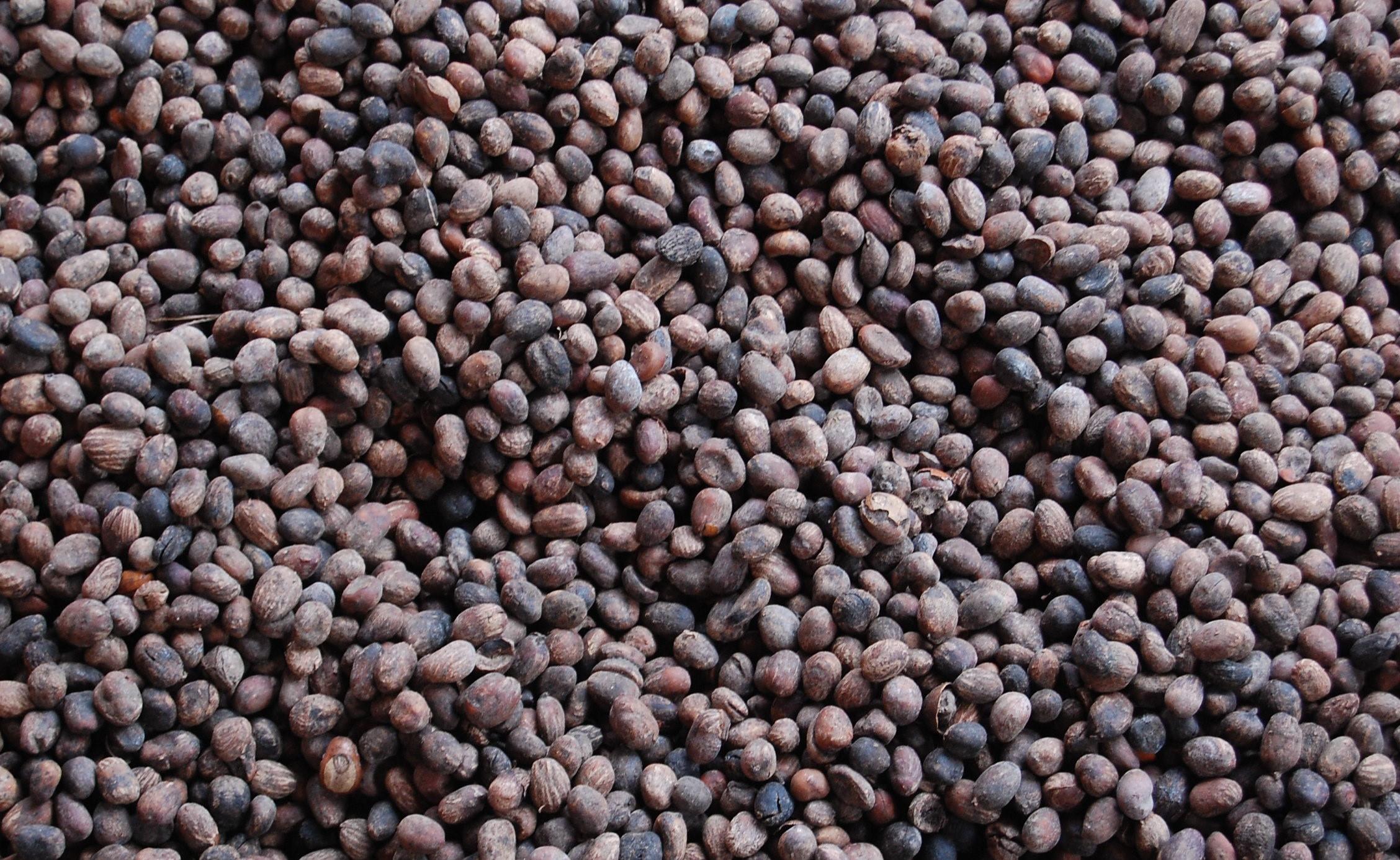 Shea nuts (Credits: Ghana Decides / Flickr CC BY 2.0 ATTRIBUTION 2.0 GENERIC Deed)