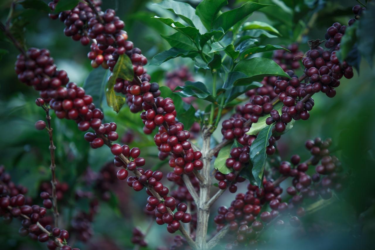 Coffee cherries (credit: Pixabay / Public domain)