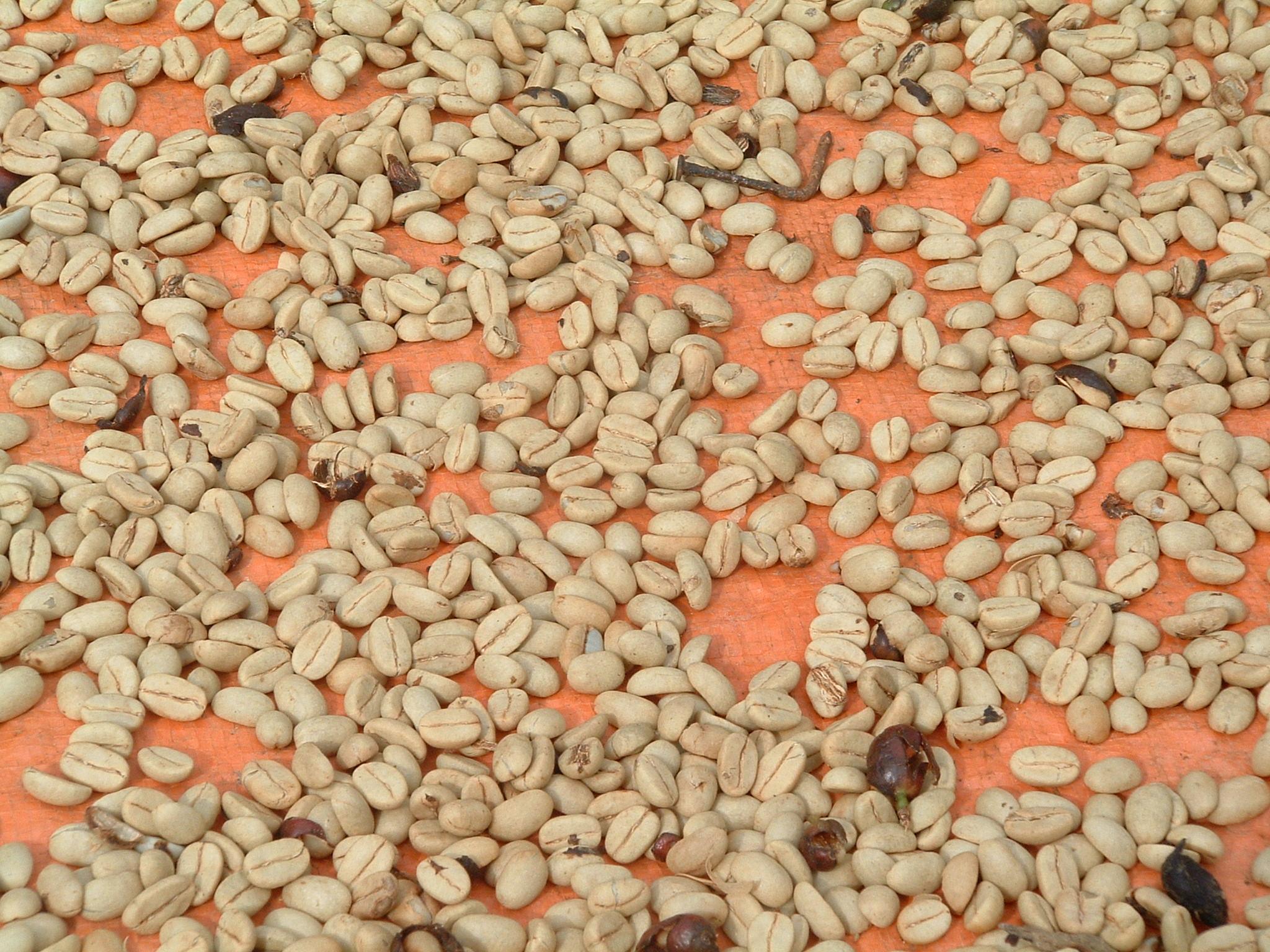 Séchage des grains de café (crédit : David Sasaki / Flickr CC BY-NC 2.0)