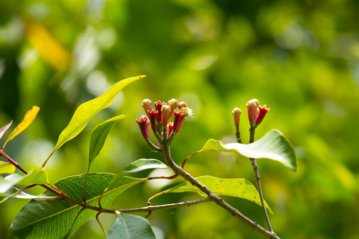 Fleurs de girofle (Erik Jackson / Flickr CC BY-NC-ND 2.0)