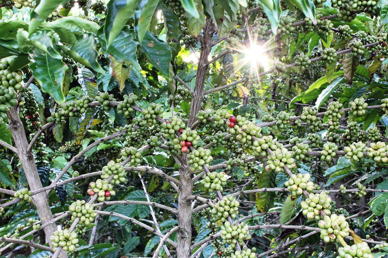 Coffee trees (Pixabay / Public domain)