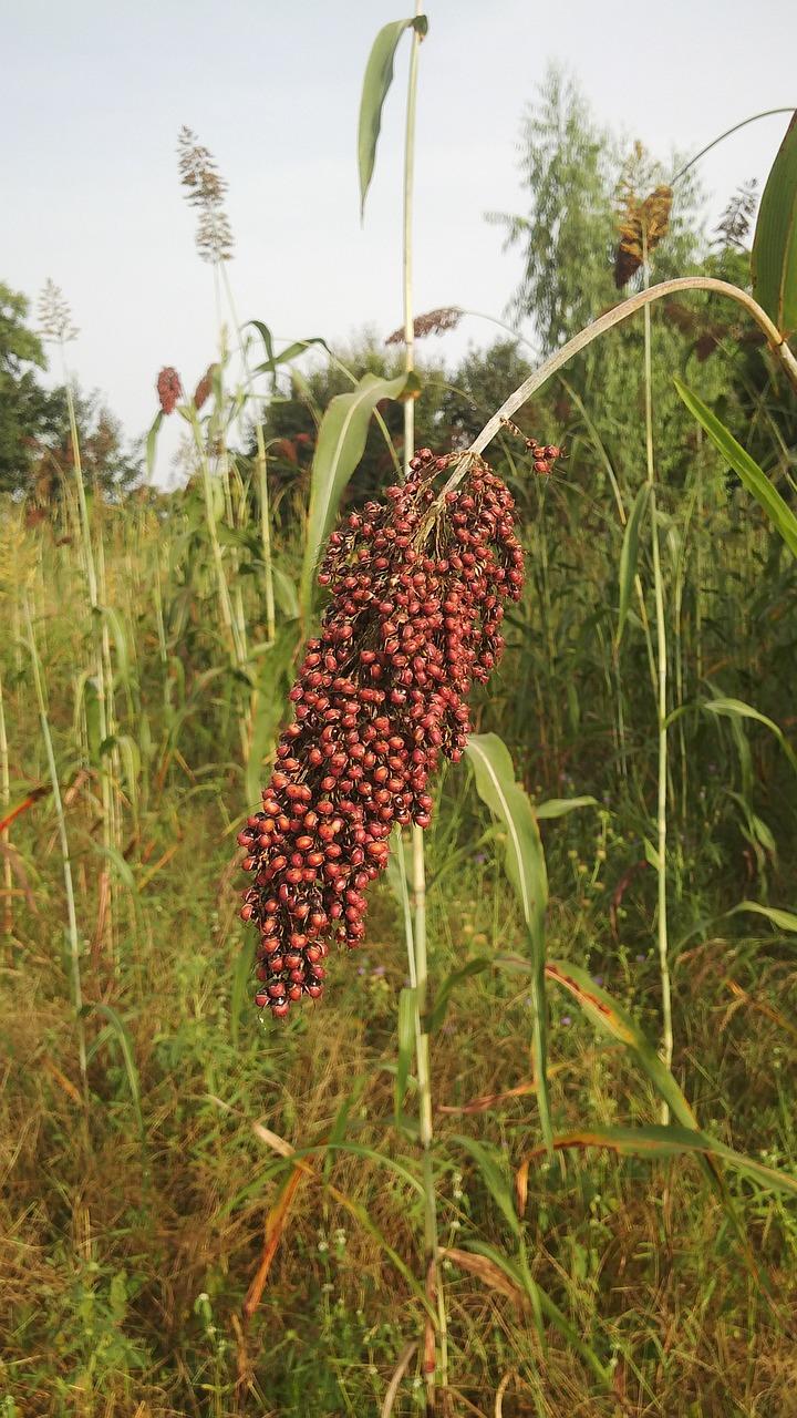 Red sorghum (credit: public domain)