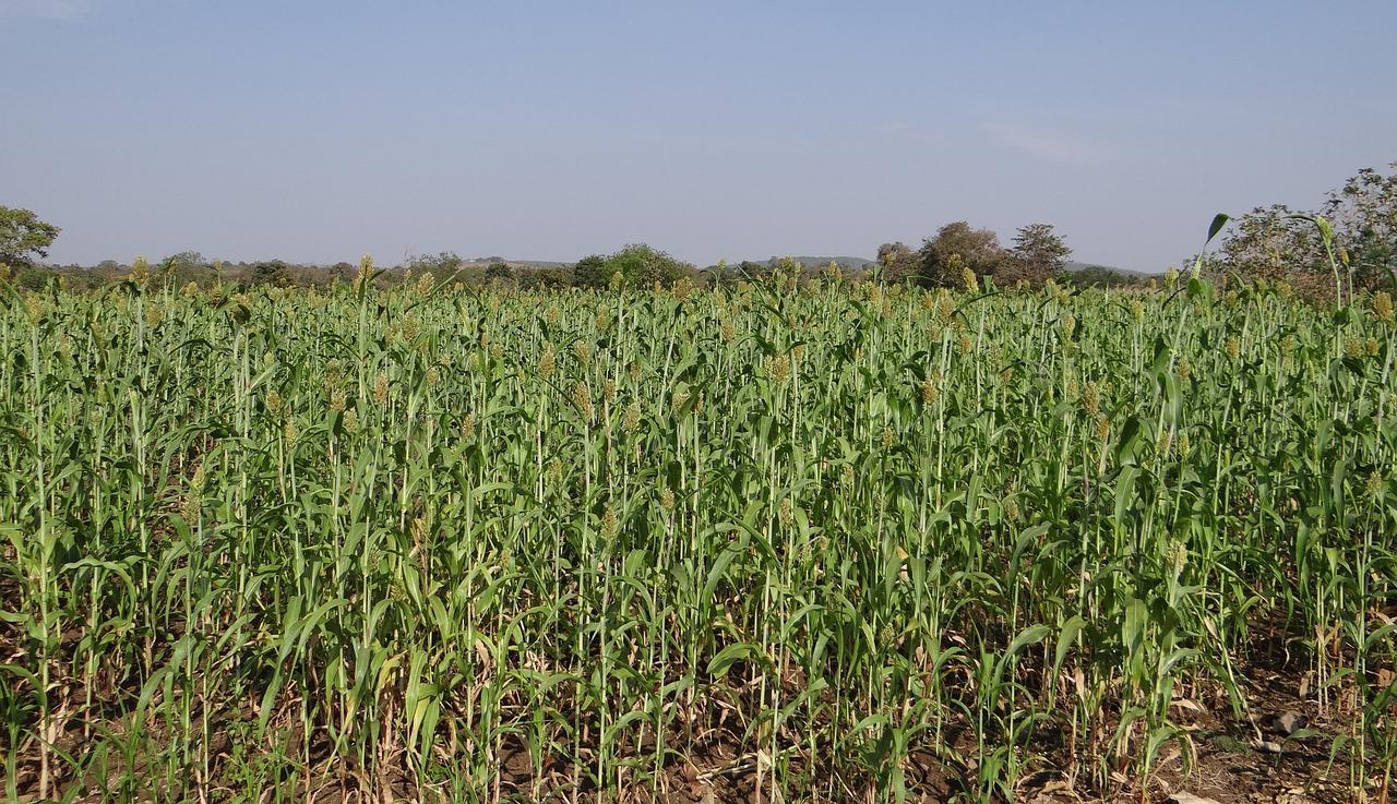 Campo de sorgo (crédito: dominio público)