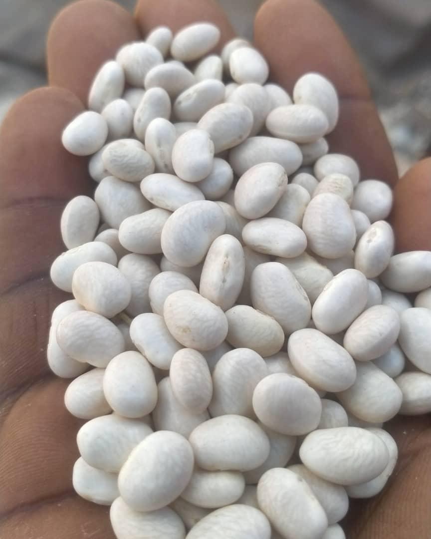 White beans origin Tanzania (Adalidda / Public domain)