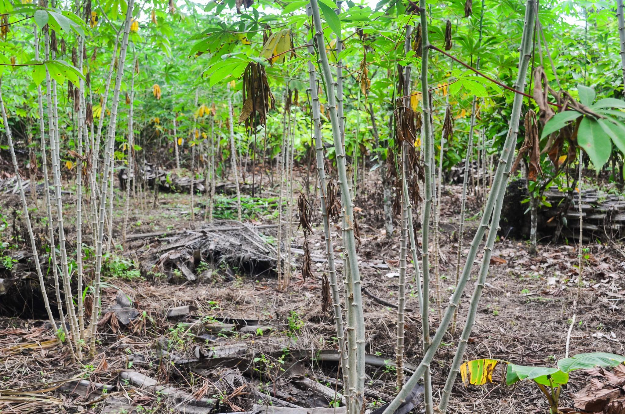 Plants de manioc (crédit : jbdodane / Flickr CC BY-NC 2.0)