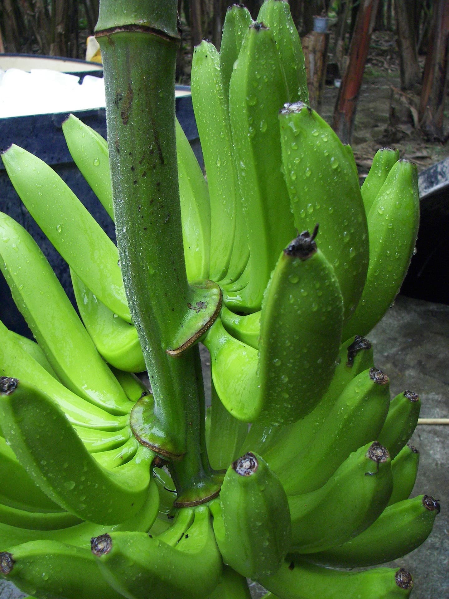 Banane Cavendish (Pixabay / pubblico dominio)