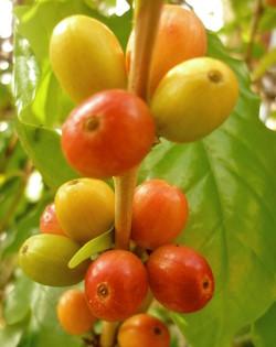 Cerezas de café arábica (RVCTA Imágenes / Flickr CC BY-SA 2.0)