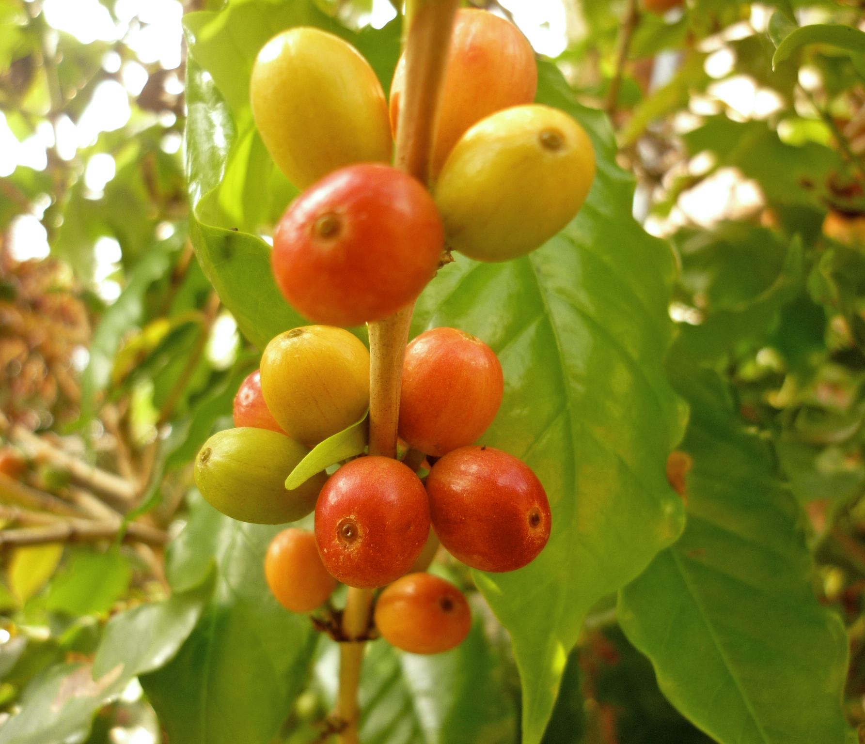 Coffee arabica cherries (RVCTA Imágenes / Flickr CC BY-SA 2.0)