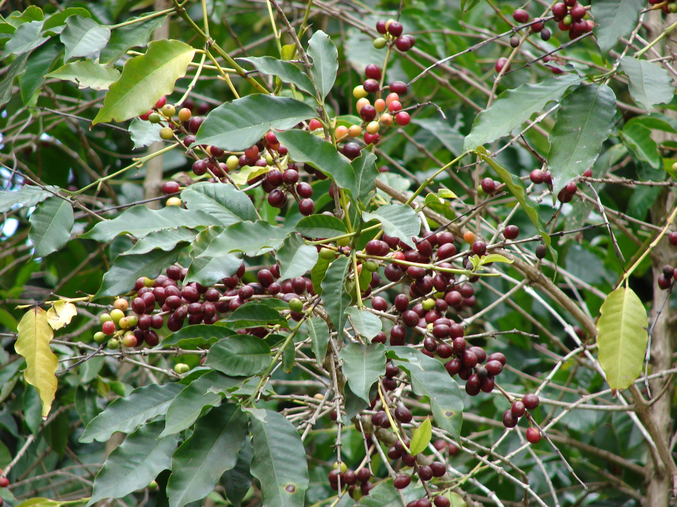 Coffee arabica cherries (Forest and Kim Starr / Flickr CC BY 2.0)