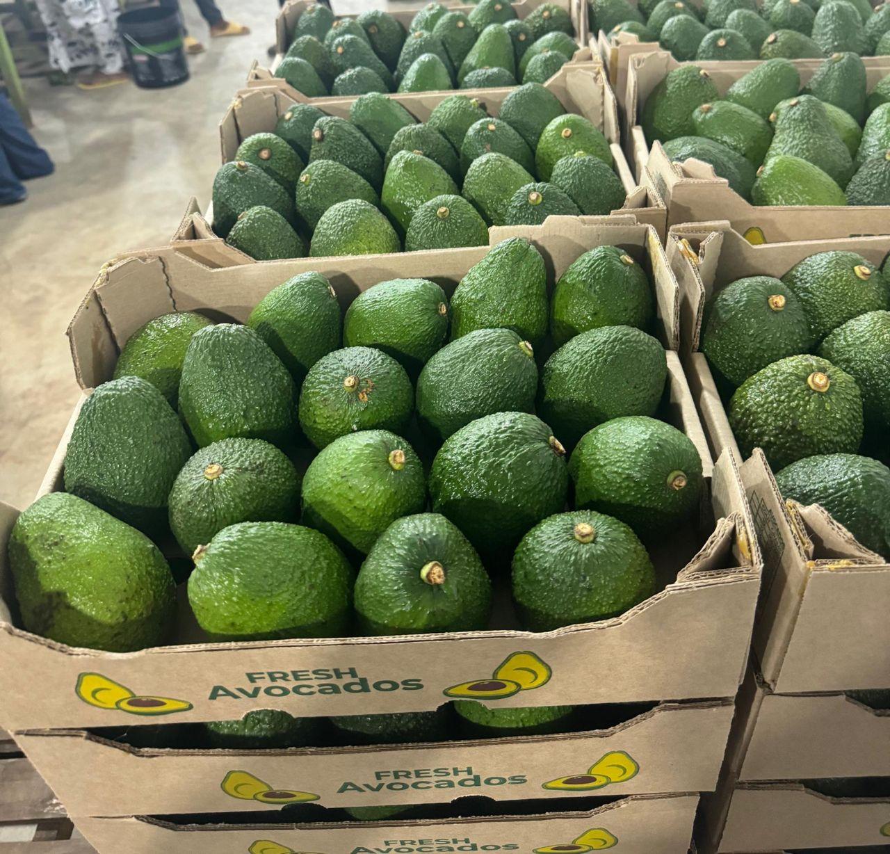 Palette of avocados (credit: Adalidda / Public domain)