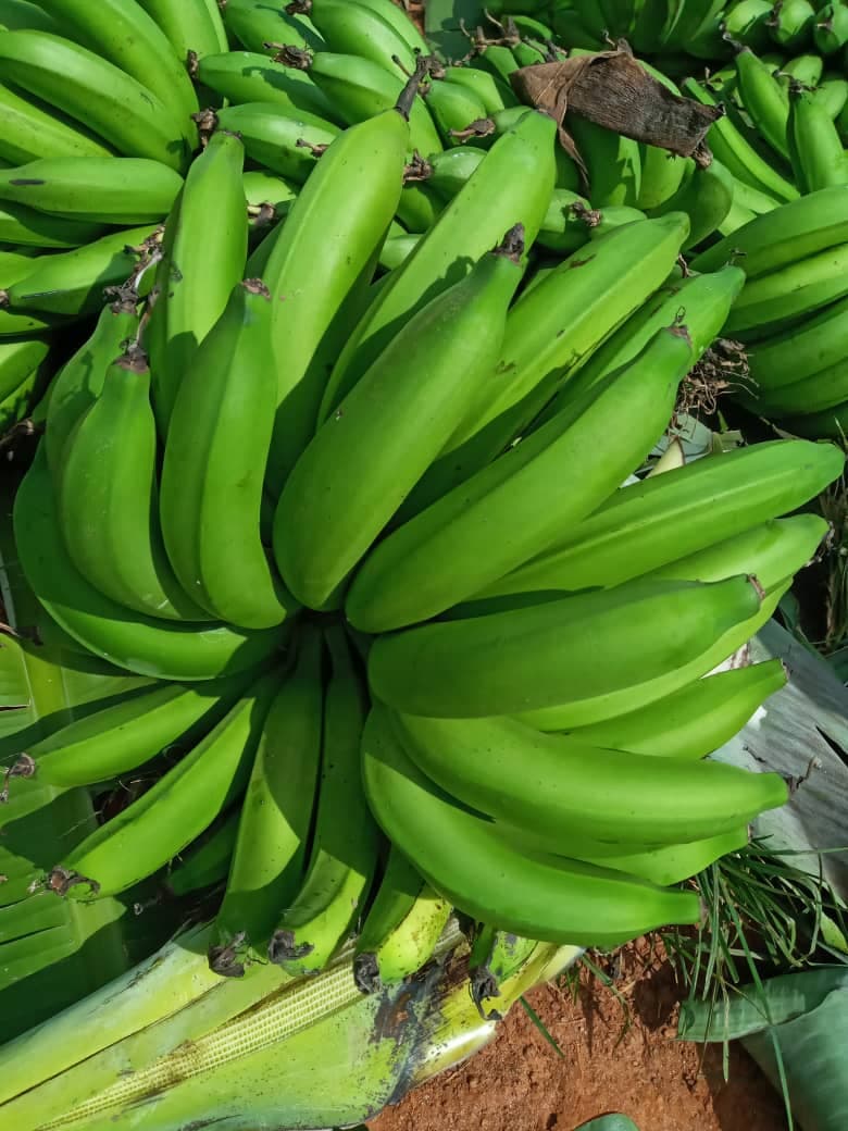 Green Bananas (Adalidda / public domain)