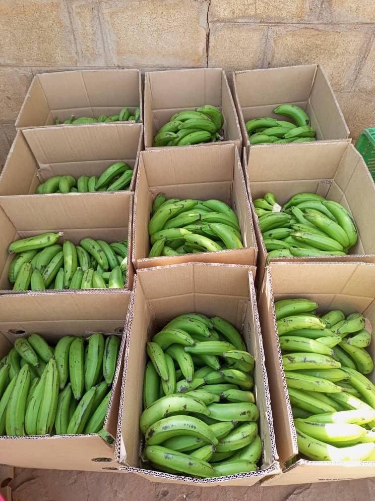 Fresh bananas ready for shipping by air cargo (credit: Adalidda / Public Domain)