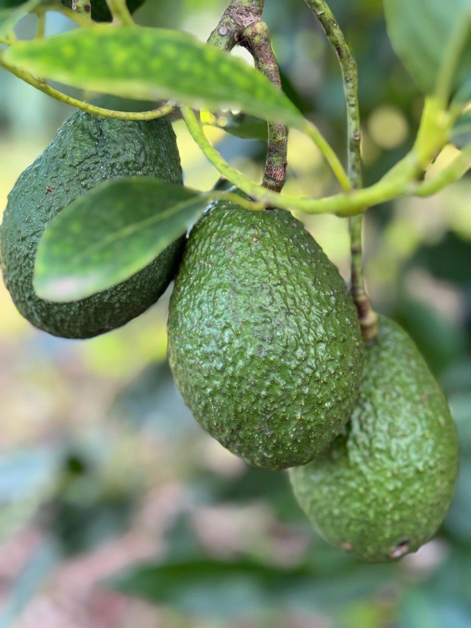 Frutti di avocado (credito: Adalidda / Pubblico dominio)