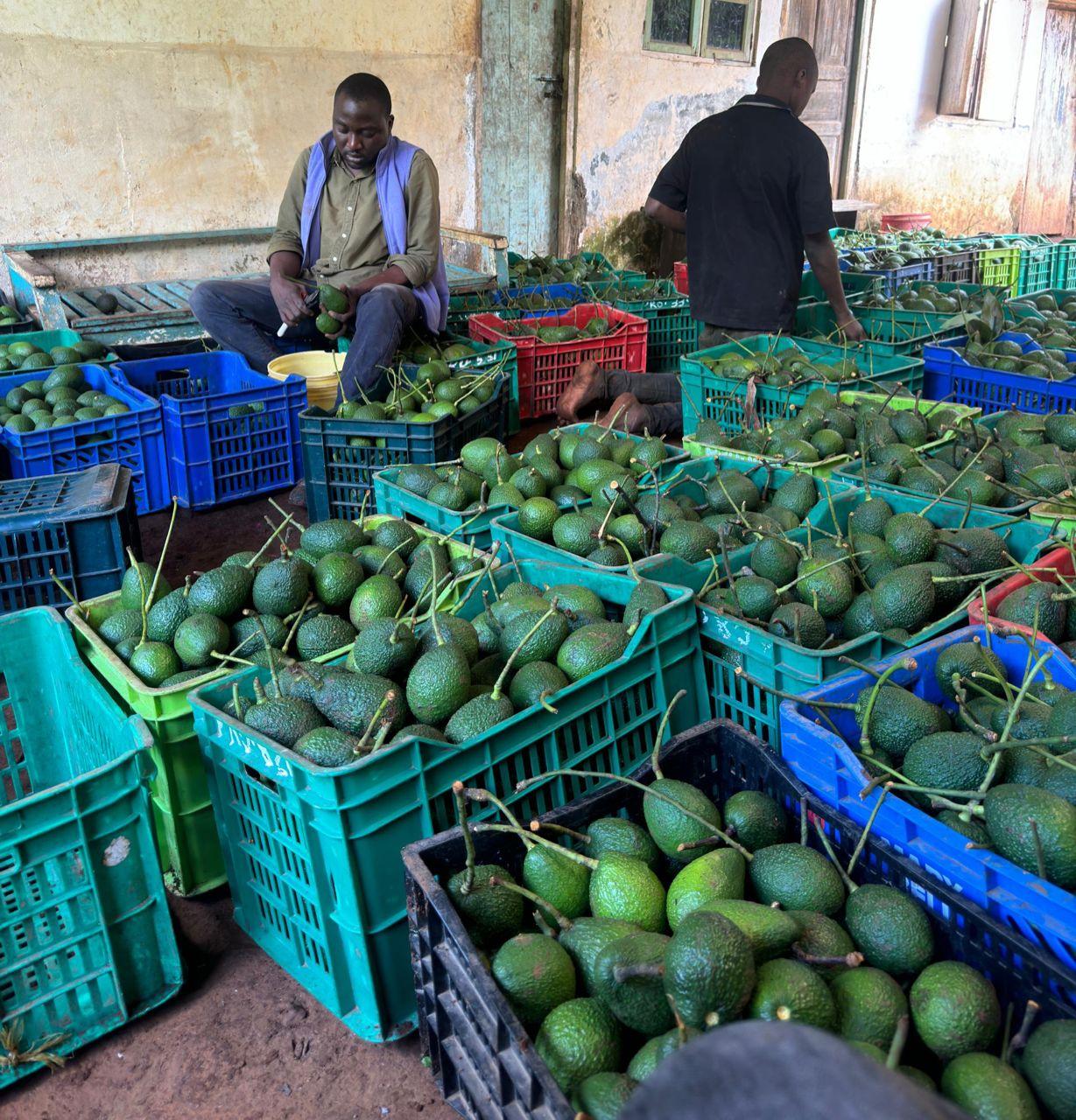 Avocados (credit: Adalidda/ Public domain)