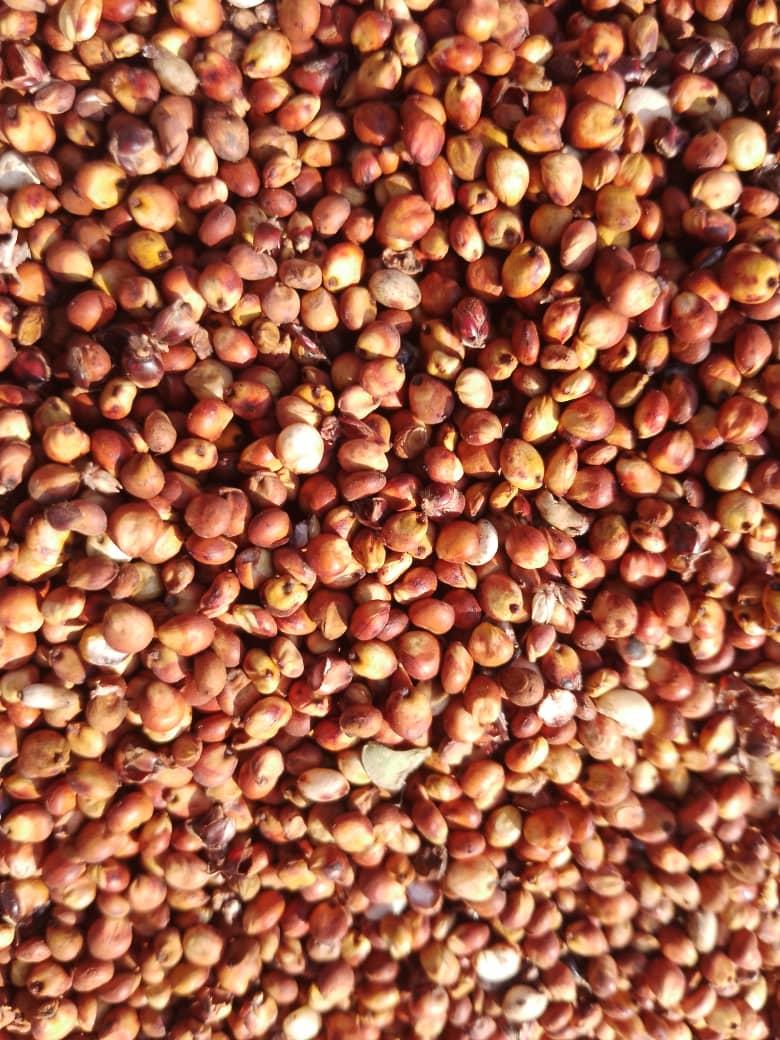 Red sorghum (credit: Adalidda / Public domain)