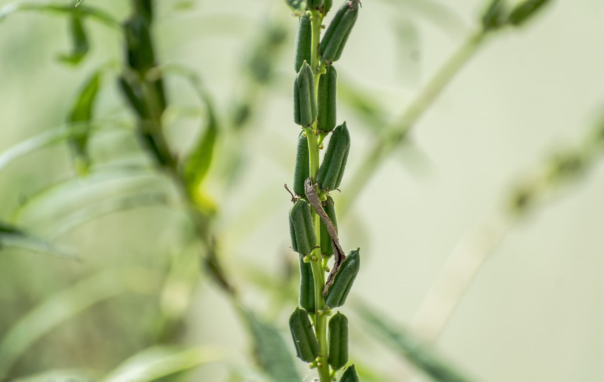 Sesame plant (credit: Pixabay / Public domain)