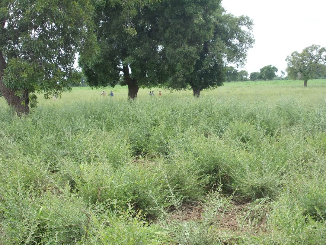 Alfalfa is a valuable forage crop that is widely grown for livestock feed. It is a good source of protein and other nutrients (Sahel Agri-Sol / Adalidda / domaine public)