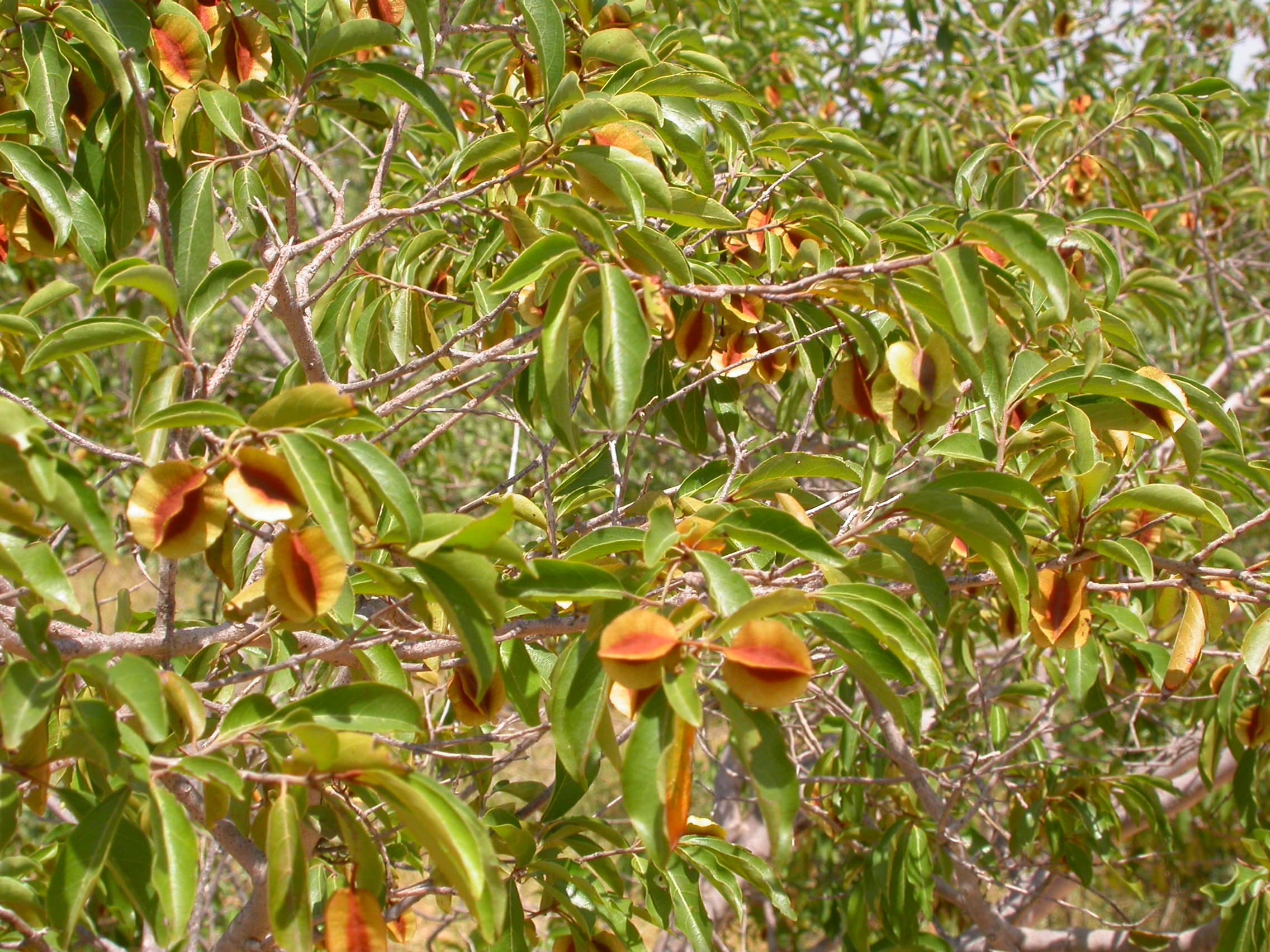 Combretum micranthum, Kinkeliba, tradycyjnie stosowany przeciwko malarii. W pobliżu Bobo-Dioulasso, Burkina Faso (Kredyt: Marco Schmidt - Własne dzieło, CC BY-SA 2.5, https://commons.wikimedia.org/w/index.php?curid=4891587)
