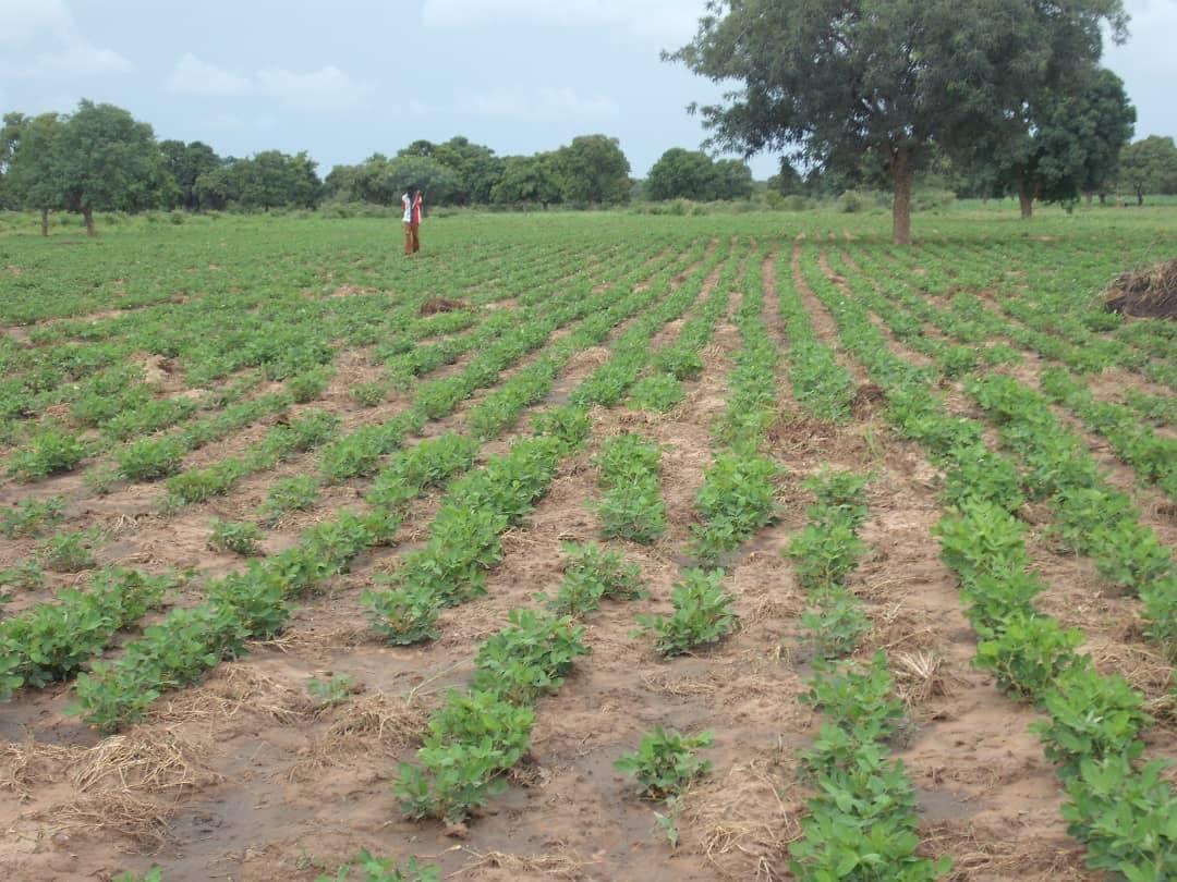 Peanuts are an important food crop that is grown in many parts of the world. They are a good source of protein and fat (Sahel Agri-Sol / Adalidda / public domain)