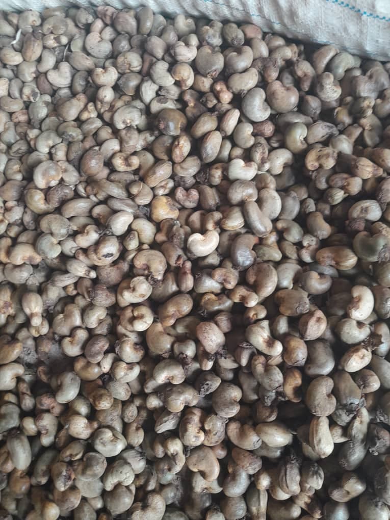 Raw Cashew Nuts (Sahel Agri-Sol / Adalidda / public domain)