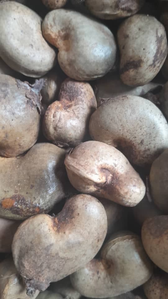 Raw Cashew Nuts (Sahel Agri-Sol / Adalidda / public domain)