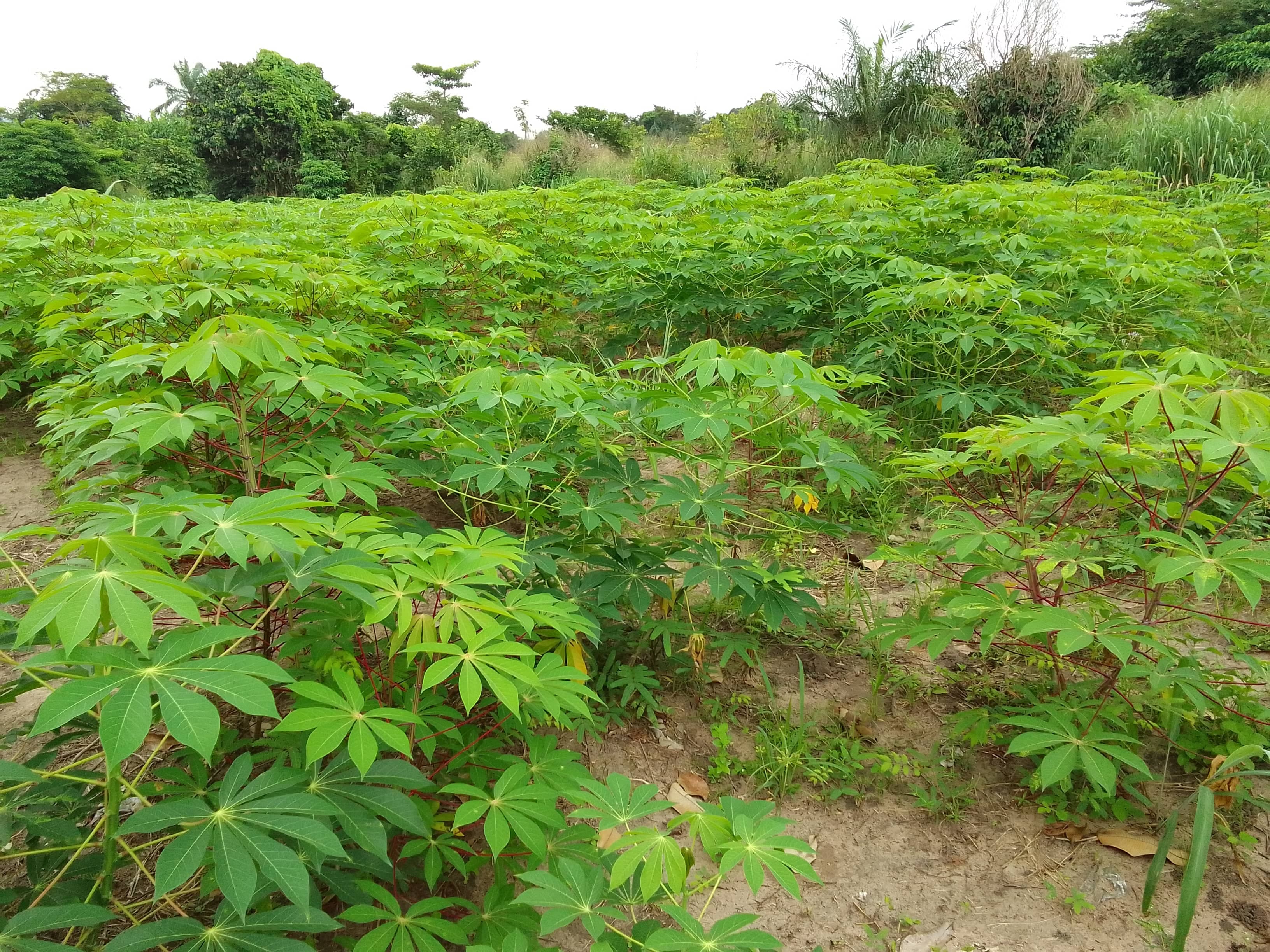 Cassava field (Sahel Agri-Sol / Adalidda / public domain)