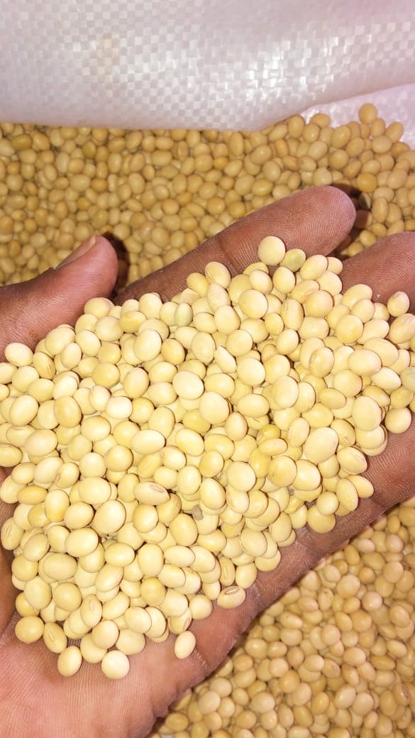 Cleaned soybean (Sahel Agri-Sol / Adalidda / public domain)