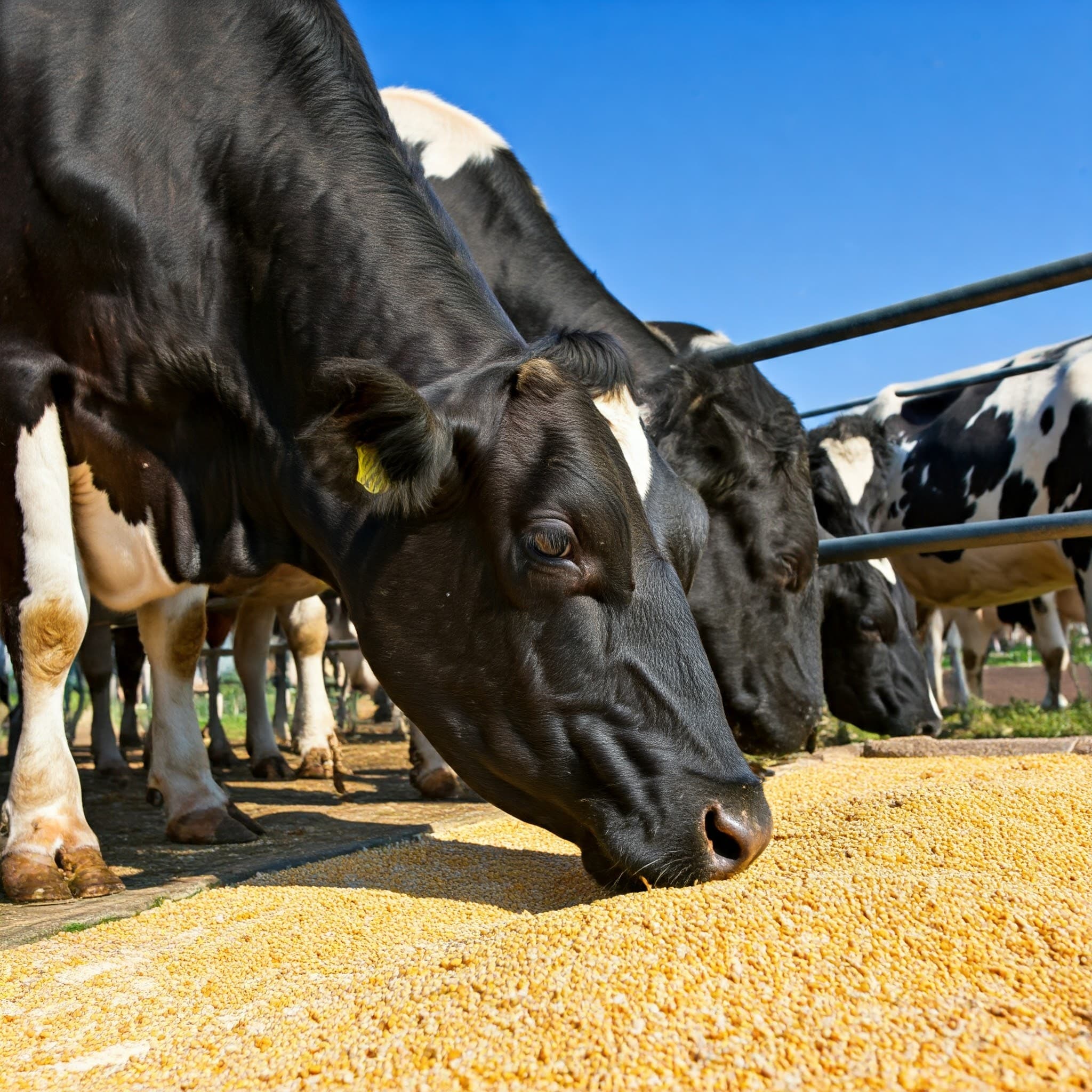 Vaches laitières se nourrissant de grains de maïs nutritifs (Image générée par IA)