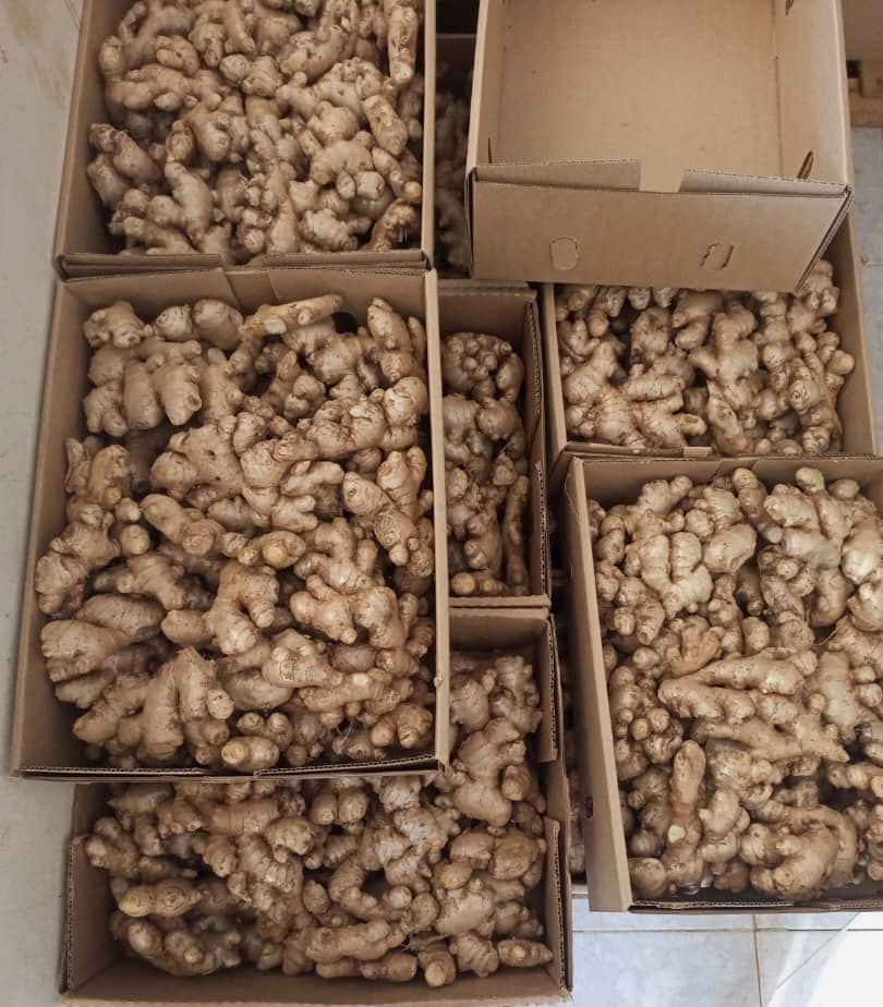 Fresh Ginger (Sahel Agri-Sol / Adalidda / public domain)