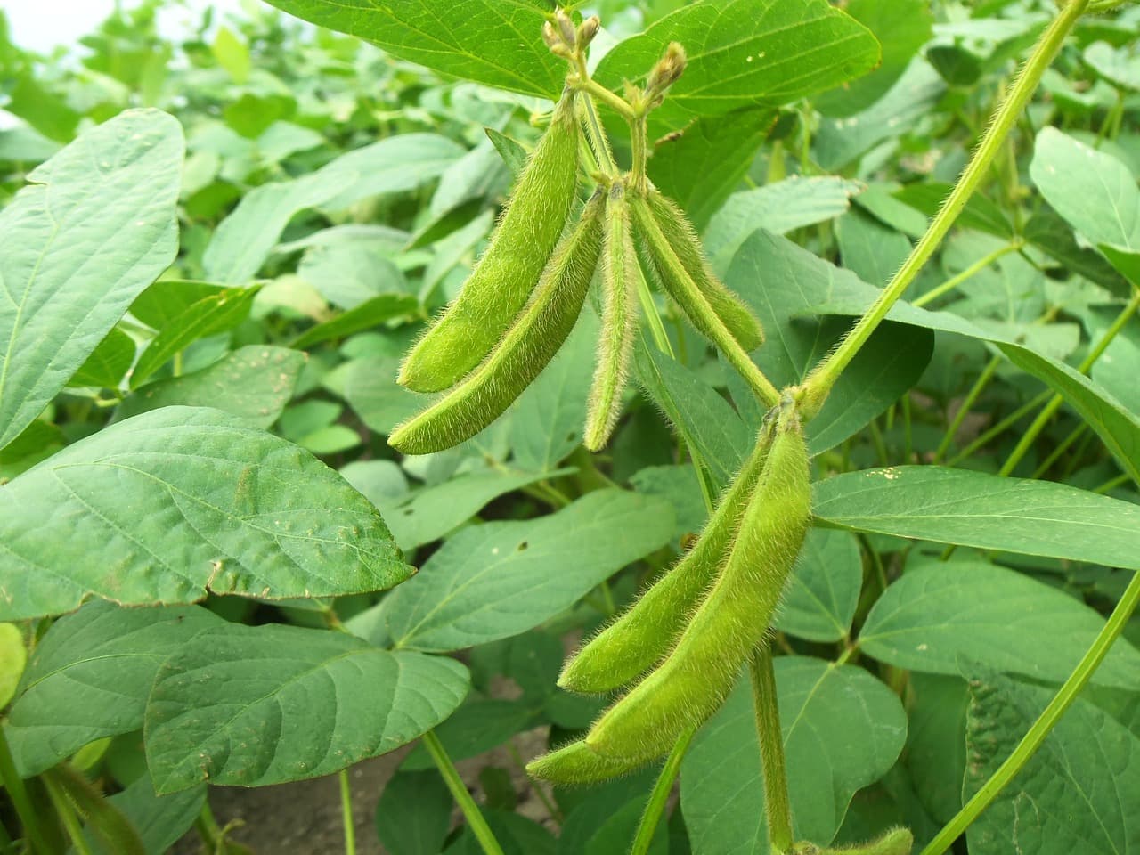 Soybean plant (Pixabay / public domain)