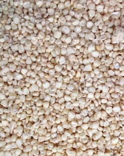 White maize (Adalidda / public domain)